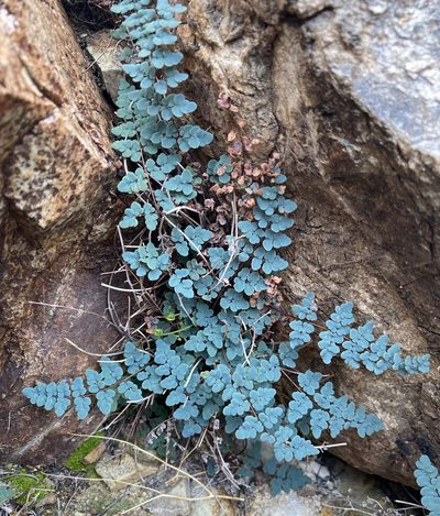Argyrochosma jonesii, photographed by Matt Berger