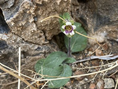 Tricardia watsonii, photographed by Matt Berger
