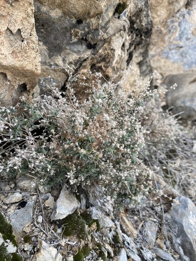 Johnstonella racemosa, photographed by Matt Berger
