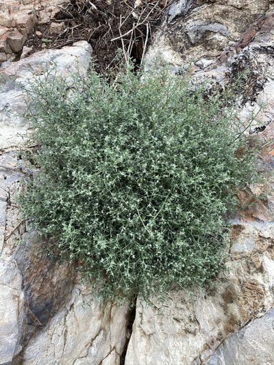 Johnstonella racemosa, photographed by Matt Berger