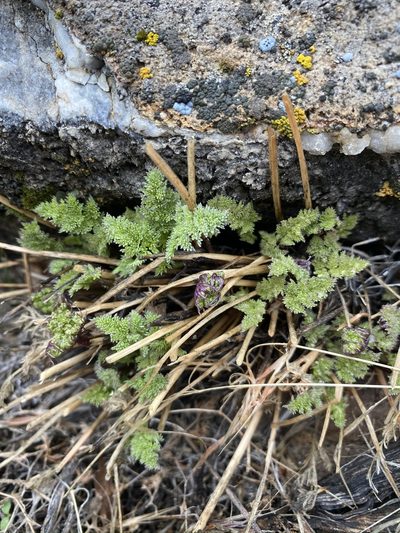 Cymopterus aboriginum, photographed by Matt Berger