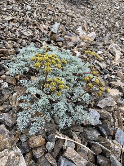 Cymopterus panamintensis, photographed by Matt Berger