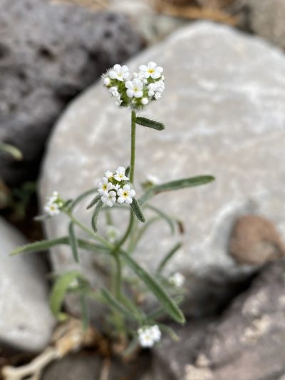Cryptantha utahensis, photographed by Matt Berger