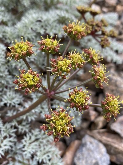Cymopterus panamintensis, photographed by Matt Berger