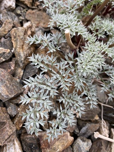 Cymopterus panamintensis, photographed by Matt Berger