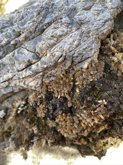 Selaginella leucobryoides, photographed by Matt Berger