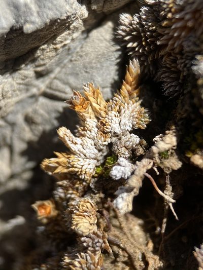Selaginella leucobryoides, photographed by Matt Berger