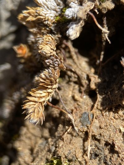 Selaginella leucobryoides, photographed by Matt Berger
