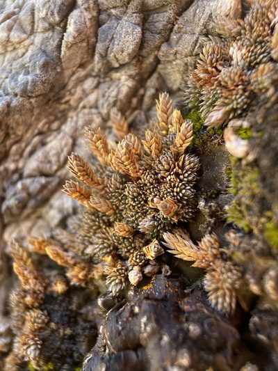 Selaginella leucobryoides, photographed by Matt Berger