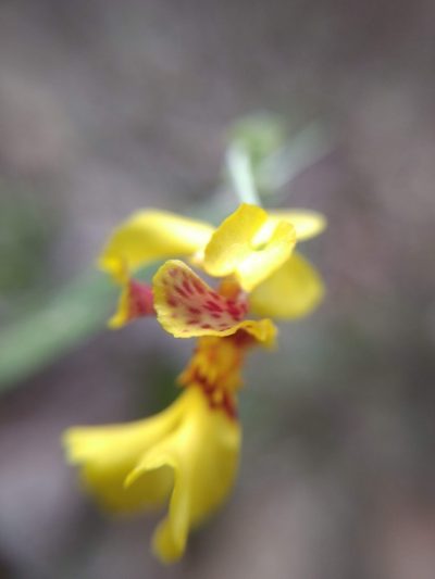 Lockhartia oerstedii, photographed by Diana Fuentes
