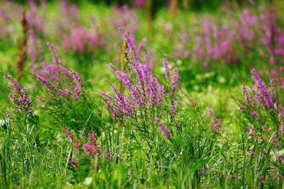 Lythrum virgatum, photographed by Алина Урусова