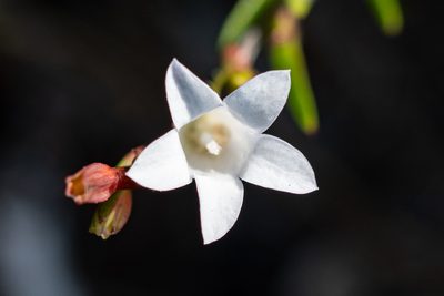 Prismatocarpus schlechteri, photographed by magriet b