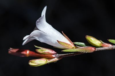 Prismatocarpus schlechteri, photographed by magriet b