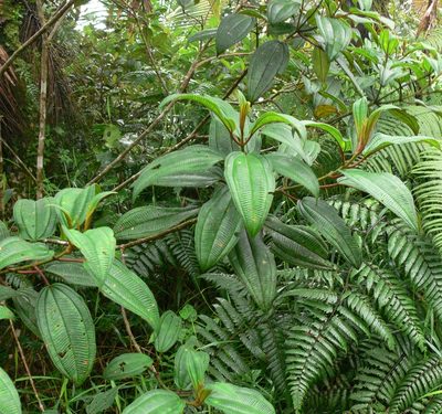 Miconia sintenisii, photographed by Robert Webster