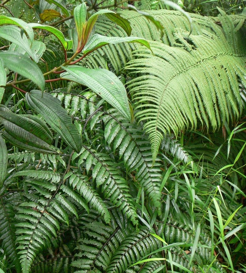 Cyathea borinquena, photographed by Robert Webster