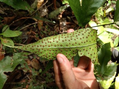Tectaria incisa, photographed by Diana Fuentes