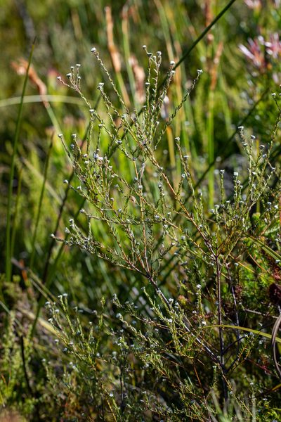 Phylica disticha, photographed by magriet b