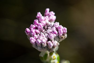 Metalasia cymbifolia, photographed by magriet b