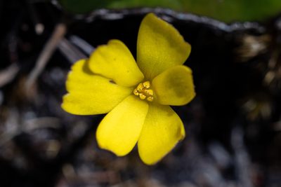 Pauridia monophylla, photographed by magriet b