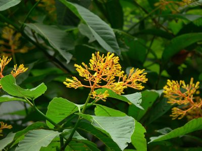 Palicourea guianensis, photographed by Robert Webster