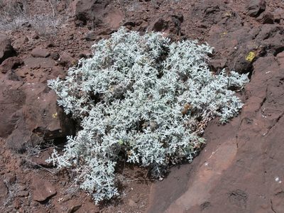 Ambrosia camphorata, photographed by Robert Webster