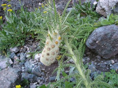 Cirsium funkiae, photographed by Robert Webster