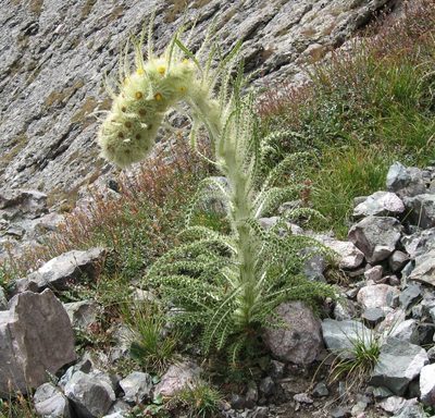 Cirsium funkiae, photographed by Robert Webster