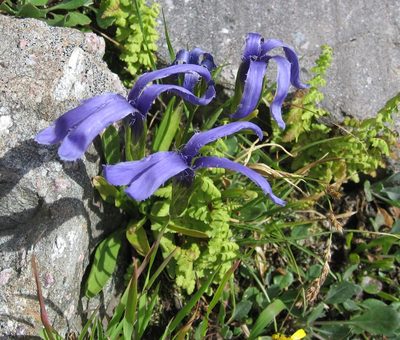 Gentianopsis barbellata, photographed by Robert Webster