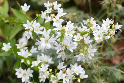 Campanula lactiflora, photographed by Алина Урусова
