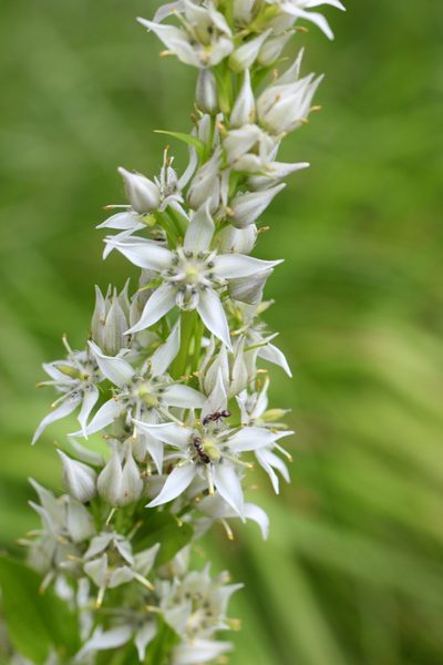 Swertia iberica, photographed by Алина Урусова