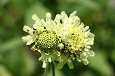 Cephalaria gigantea, photographed by Алина Урусова