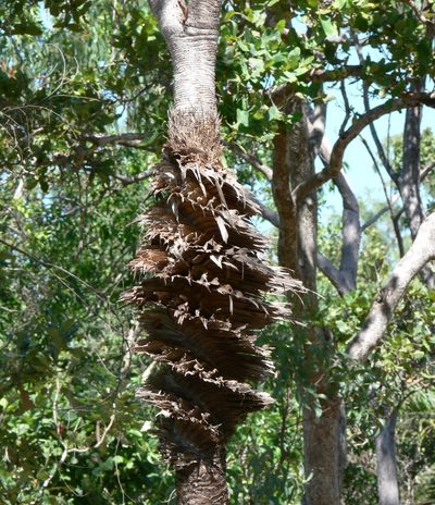 Pandanus spiralis, photographed by Robert Webster