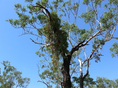 Amyema sanguinea, photographed by Robert Webster