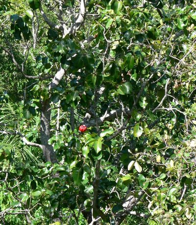 Syzygium suborbiculare, photographed by Robert Webster