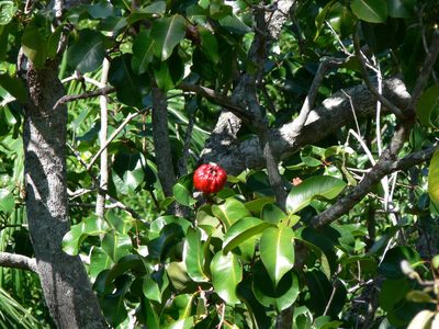 Syzygium suborbiculare, photographed by Robert Webster