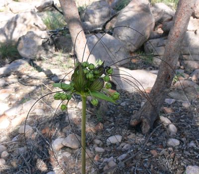 Tacca leontopetaloides, photographed by Robert Webster