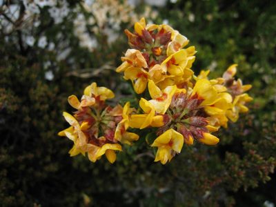 Oxylobium ellipticum, photographed by Robert Webster