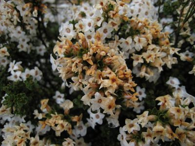 Epacris serpyllifolia, photographed by Robert Webster