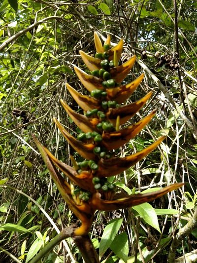 Heliconia librata, photographed by Diana Fuentes