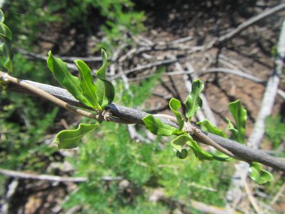 Fockea edulis, photographed by douglaseustonbrown