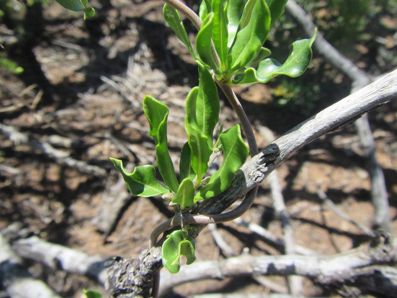 Fockea edulis, photographed by douglaseustonbrown