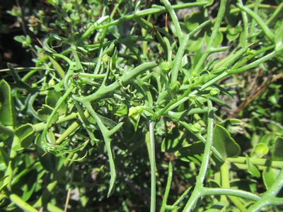 Kedrostis capensis, photographed by douglaseustonbrown