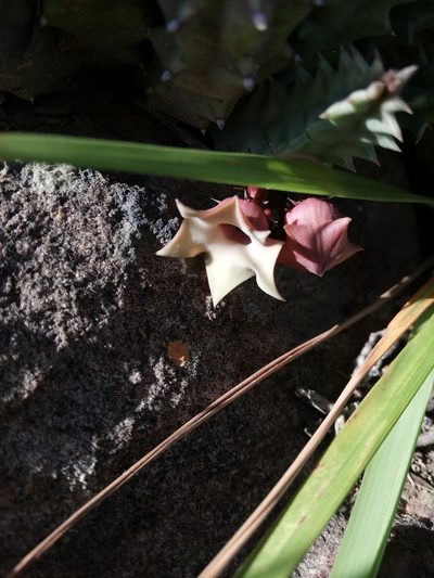 Huernia thuretii, photographed by Christiaan Viljoen