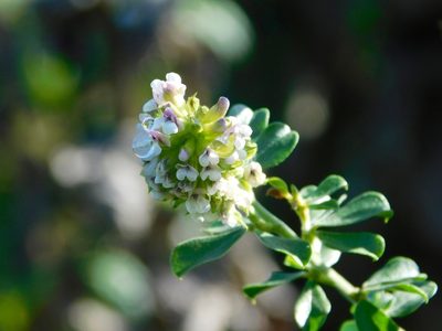 Psoralea stachyera, photographed by Rebecca Ryen-Stols