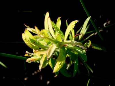 Leucadendron conicum, photographed by Rebecca Ryen-Stols