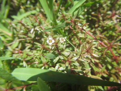 Crassula natans, photographed by douglaseustonbrown