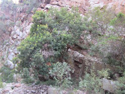 Smelophyllum capense, photographed by douglaseustonbrown