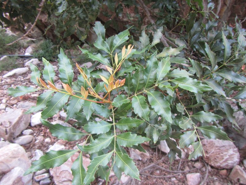 Smelophyllum capense, photographed by douglaseustonbrown