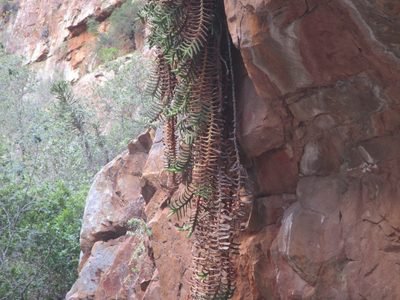 Gasteria rawlinsonii, photographed by douglaseustonbrown