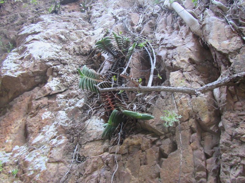 Gasteria rawlinsonii, photographed by douglaseustonbrown